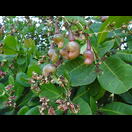 Cashewfrüchte, bevor sich der Fruchtstiel verdickt